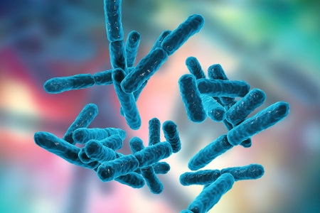 Gut Health: Your Know-It-All Guide
