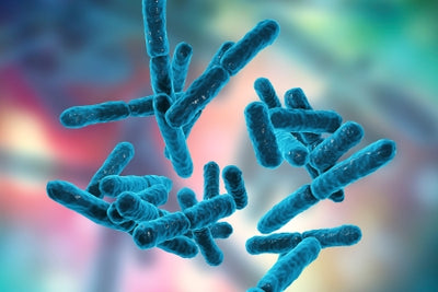 Gut Health: Your Know-It-All Guide
